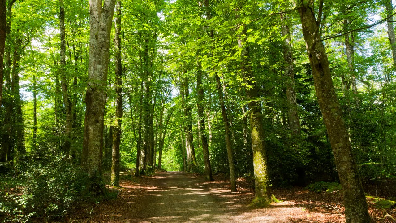 A sunlit path through a forest